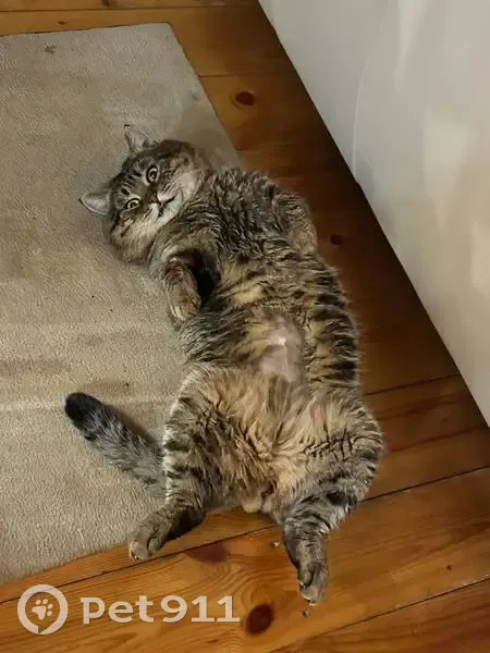 Пропал кот, Рябиновая улица, 27, Ленинский, Ульяновск - отзывается на кличку ХАНТЕР - photo