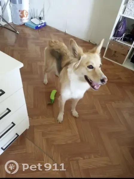 Пропала собака, женский пол, улица Олега Кошевого, 6, Чебоксары - photo