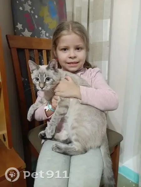 Пропал кот, улица Ленина, 82, Железногорск - тайская кошка - photo