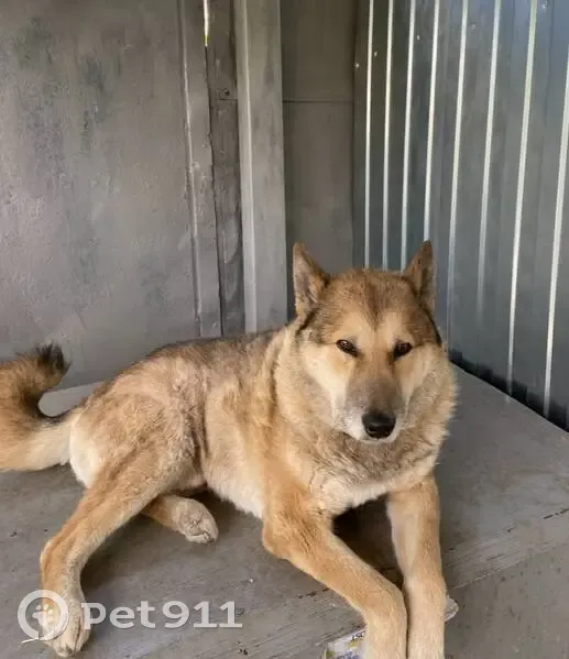 Пропал собака, 1-й переулок Зои Космодемьянской, 4, Ульяновск - photo