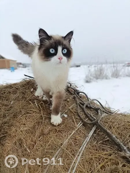 Пропала кошка, Ропшинское сельское поселение, Ленинградская область - любит макароны - photo