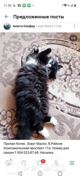 Пропал кот, Комсомольский проспект, городской округ Тверь - пушистый, чёрный с белыми носочками - photo