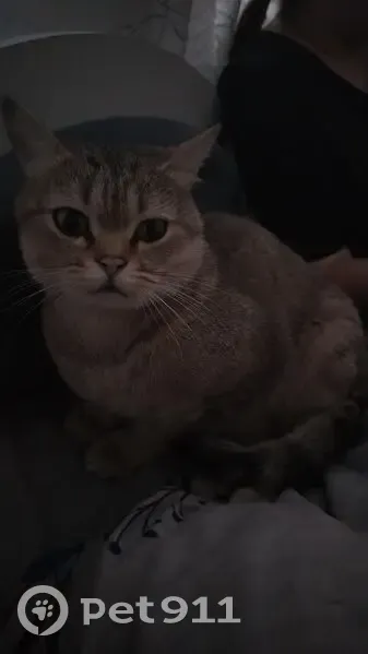 Пропал кот, улица Чердынцева, Мариинск - британец светло-коричневого окраса - photo