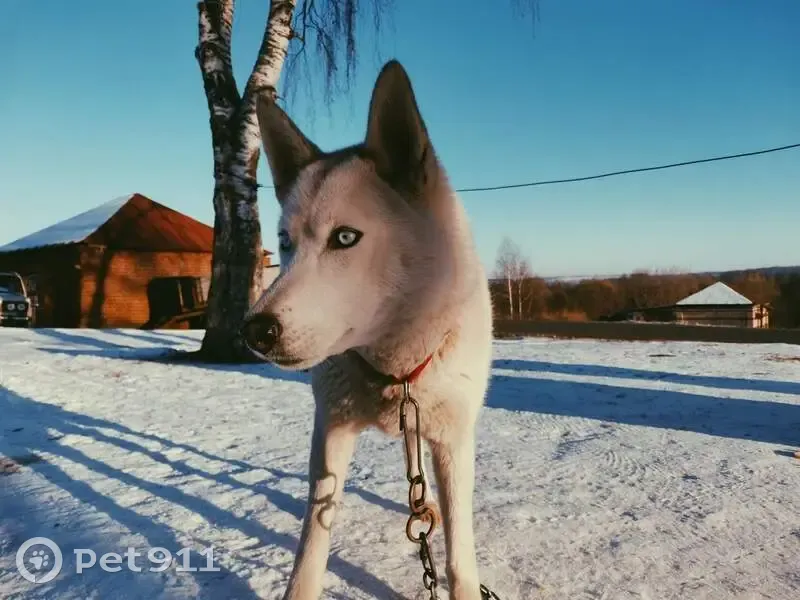Пропала собака, женская, Княгинино, Нижегородская область - белая шерсть, черный ошейник - photo