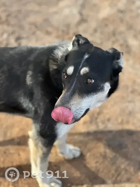Пропала собака, Пестрецы, Татарстан - белая полосочка на лбу - photo