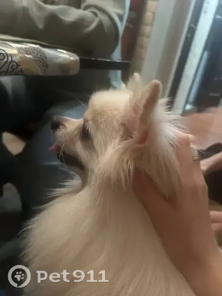 Пропал собака, Южнобутовская улица, 74, Москва - белый шпиц - photo