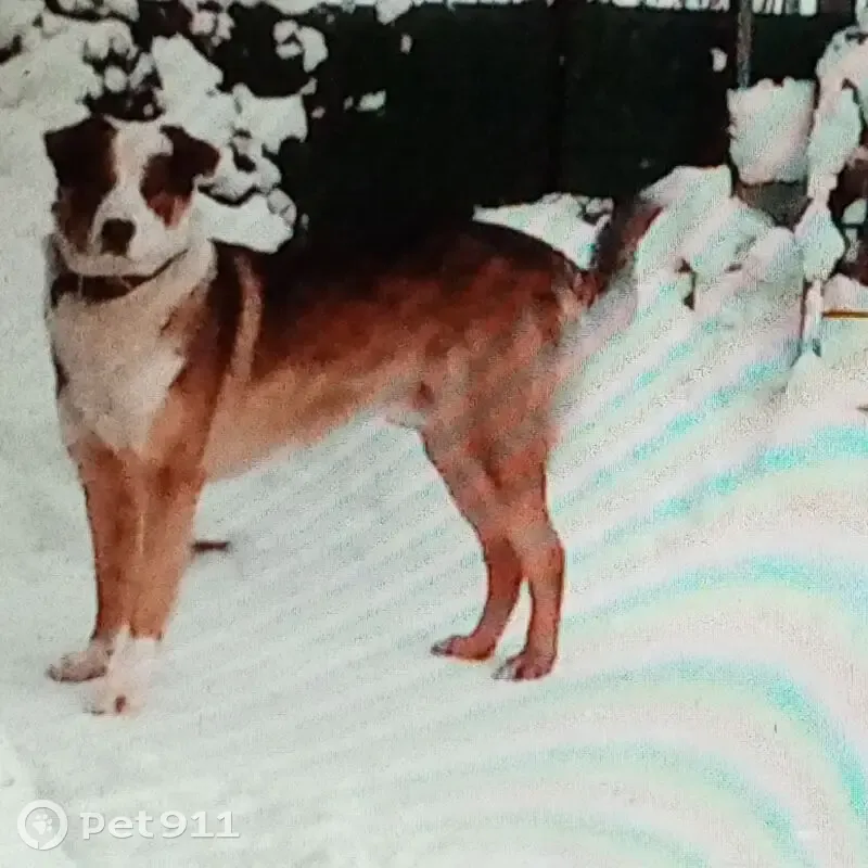 Пропал собака, Магистральная улица, Калининград - крупный с рыжим и белым окрасом - photo