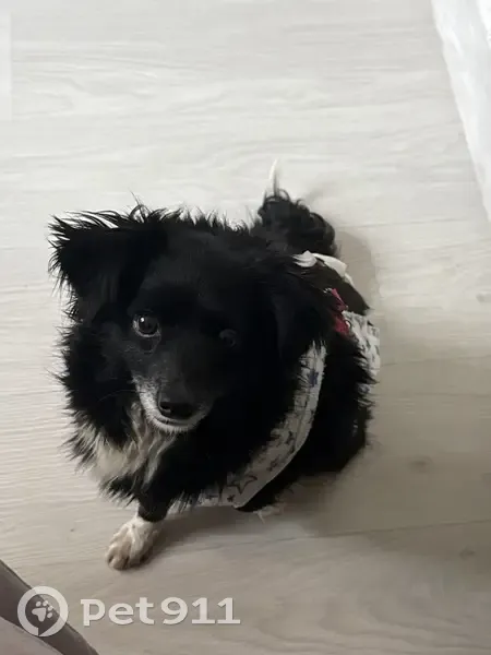 Пропала собака, улица Шота Руставели, 16, Новороссийск - черная шерстка с белой грудкой - photo