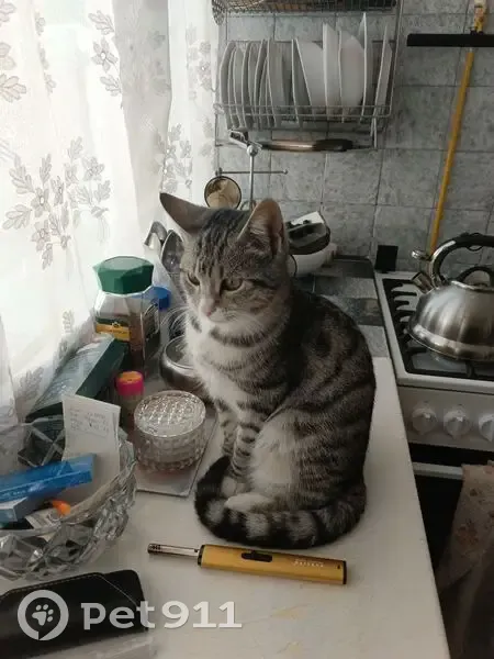 Пропал кот, улица Августовских Событий, 74, Владикавказ - без ошейника - photo