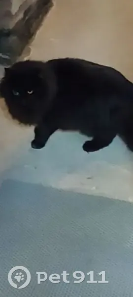 Пропал кот, улица Ломоносова, 52, Калининград - чёрный, пушистый - photo