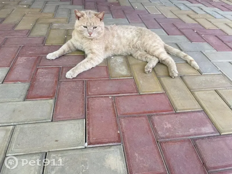 Пропал кот, улица Пушкина, 58, Староминская - светлый окрас - photo