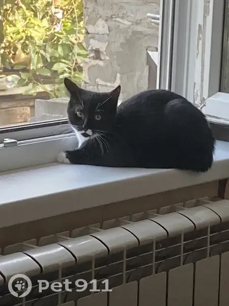 Пропал кот, Амбулаторная улица, 46, Воронеж - photo