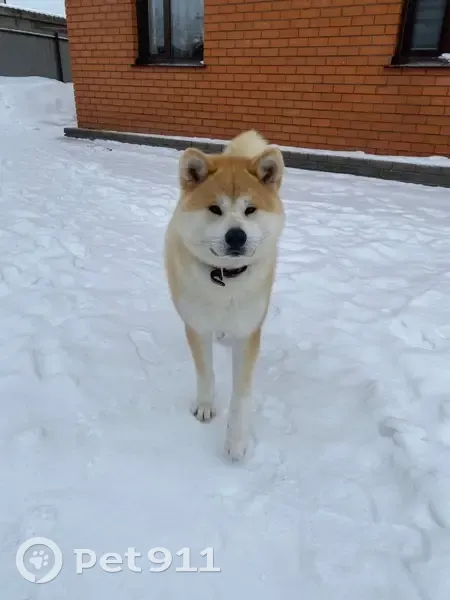 Пропал собака, Весенняя улица, Барнаул - добрый, рыжий - photo