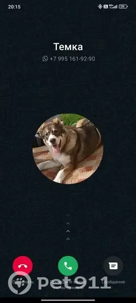 Пропала собака, Профсоюзная улица, 73, Ленинск-Кузнецкий - рыже-белая алабай - photo