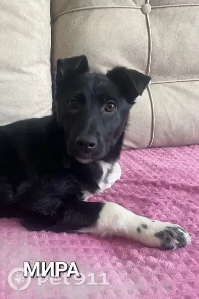 Пропала собака, женский пол, улица Мясникова, Пенза - photo