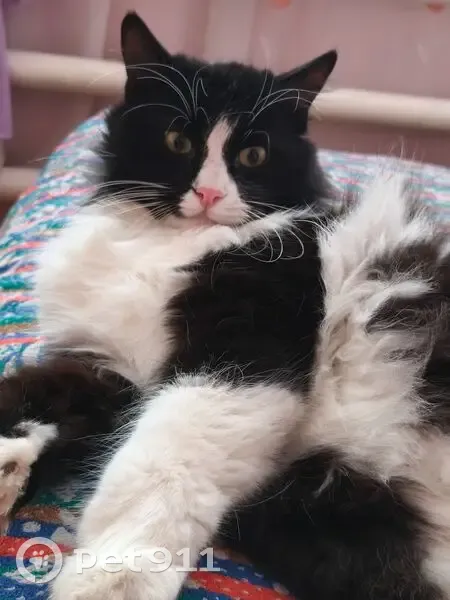 Пропала кошка, мужской, улица Карла Маркса, 60А, Самарское - photo