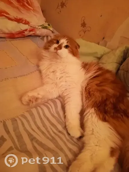 Пропал кот, 39-я линия, 61, Ростов-на-Дону - зовут Бублик - photo