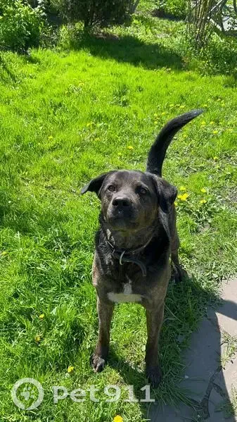 Пропала собака, улица Болотова, 21А, Тула - черный окрас с белым пятном на груди - photo