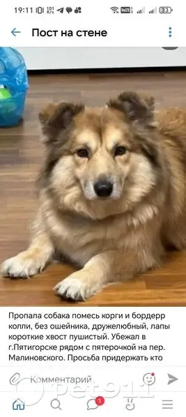 Пропал собака, переулок Малиновского, 7А, Горячеводский - пушистый хвост, дружелюбный - photo