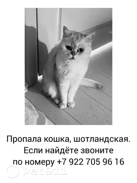 Пропала кошка, улица Художника Русакова, Челябинск - photo