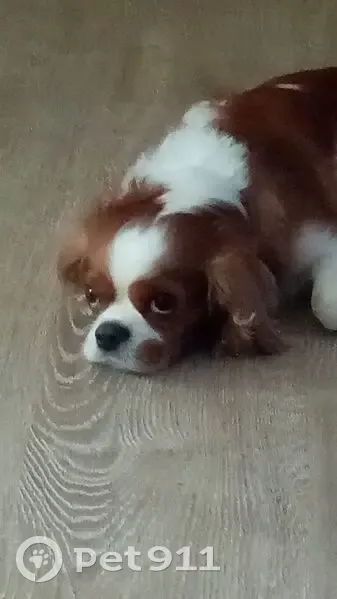 Пропала собака, Техтюр, Республика Саха (Якутия) - метка из цифр на животе - photo