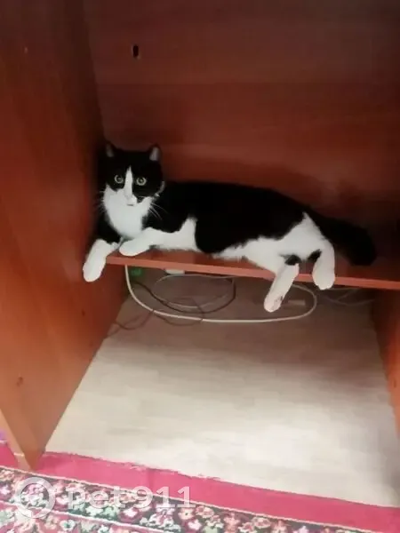 Пропал кот, улица Пушкина, 8А, Юрга - черное пятно на бороде - photo