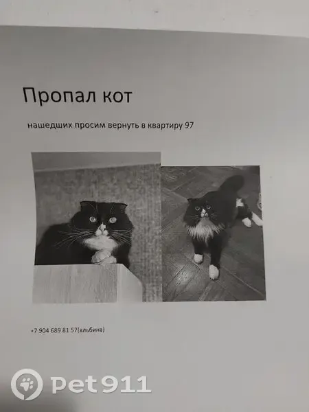 Найдена кошка, Советская улица, 27, городской округ Липецк - котик пугливый - photo