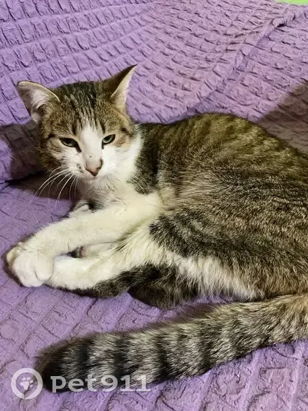 Найдена кошка, улица Разина, 72, Соль-Илецк - на носу родимое пятнышко - photo