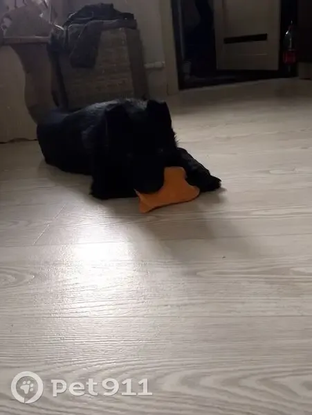 Пропала собака, улица Ленина, 48, Щёкино - отзывается на кличку Герда - photo