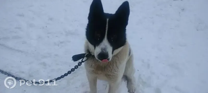 Пропал собака, Верхняя улица, 47, Николаевка - photo