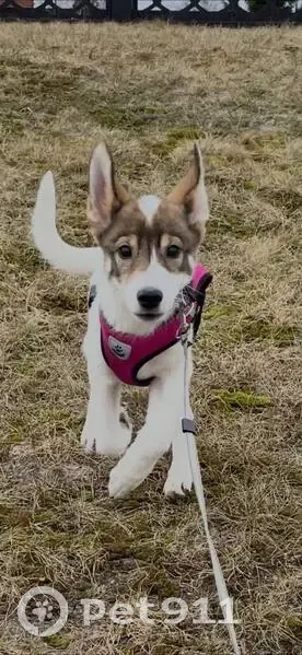 Пропала собака, городской округ Сургут — пятнышко с левой стороны - photo