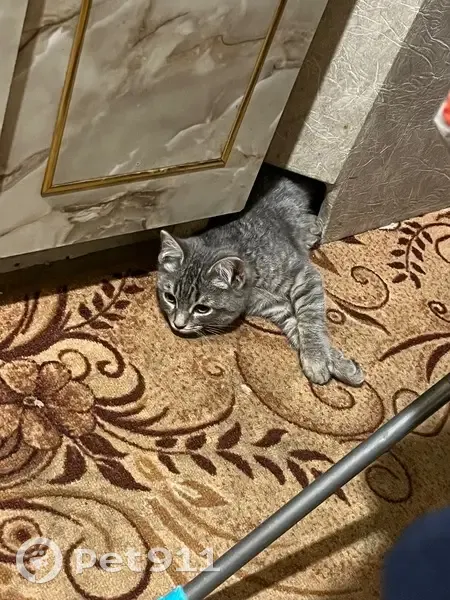 Найден кот, Московская улица, 30, Саров - серый окрас, дрожит и часто чихает - photo