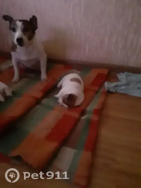 Пропала собака, улица Володи Бачурина, 16, Липецк - Джек Рассел - photo