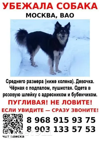 Пропала собака, женский пол, Абрамцевская просека, Москва - черная с подпалом, в розовой шлейке - photo