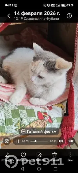 Пропала кошка, Казачья улица, 15, Славянск-на-Кубани - маленькая беленькая с серым хвостом - photo