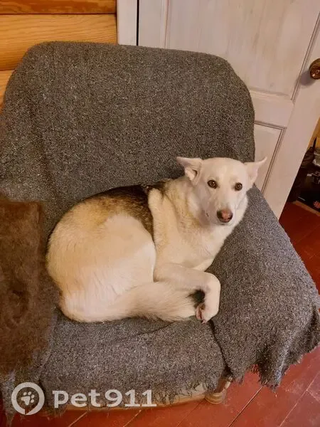 Пропала собака, Леньково-Каверино-Тютьково, Ступино - белая с серой спиной и хвостом - photo