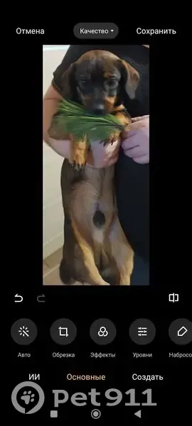 Пропал собака, улица Дежнёва, 42, Шахты - такса, окрас коричнево-рыжий - photo