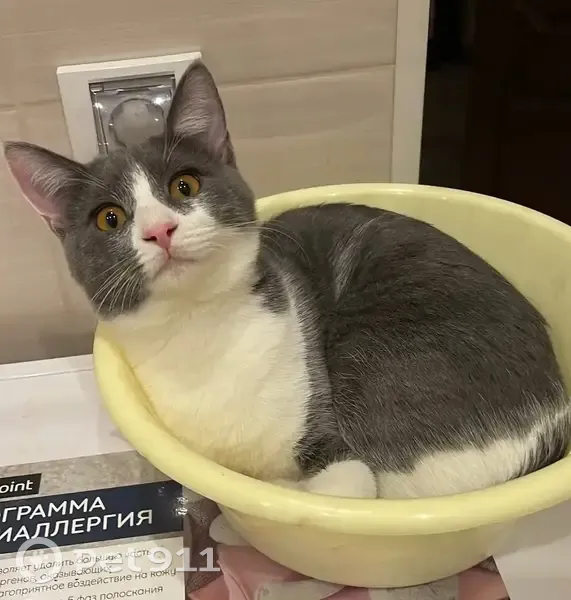 Пропала кошка, Петергофское шоссе, 78 к20, Санкт-Петербург - серо-белая, пугливая - photo