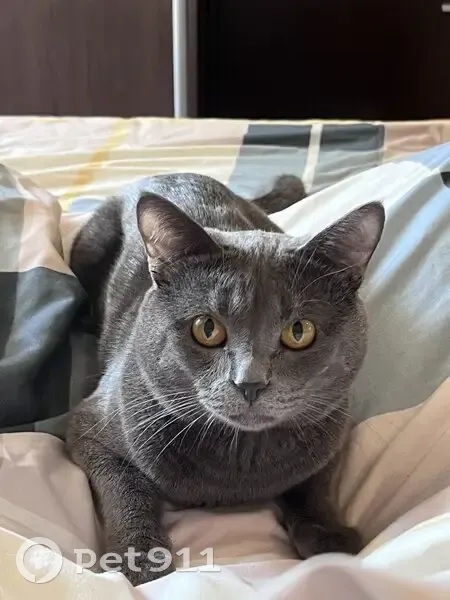 Пропал кот, улица Комдива Орлова, 8, Москва - серый окрас, сбежал в подвал - photo