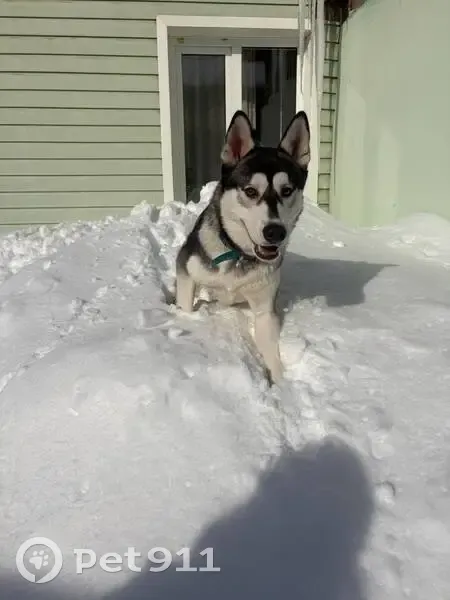 Найден собака, Красноармейское шоссе, Нагорное - мальчик с голубым ошейником - photo