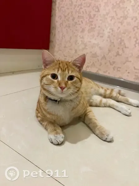 Найдена кошка, проезд Репина, 5 к1, Краснодар - рыжий с черным ошейником - photo