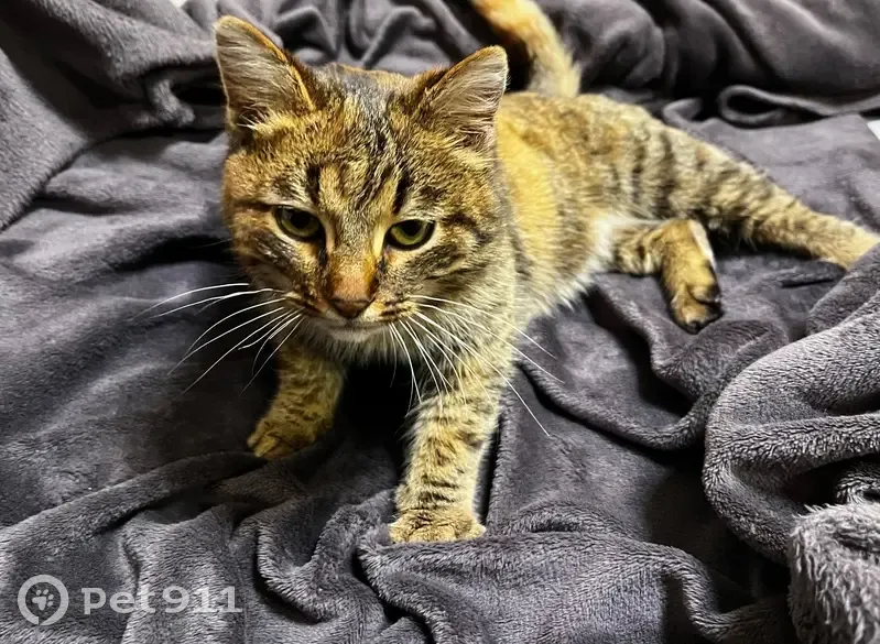 Найдена кошка, Ботевградская улица, Саранск - ласковая трёхшерстная - photo