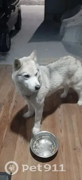 Найдена собака, улица Красный Яр, 29, Красный Яр - молоденькая хаски - photo