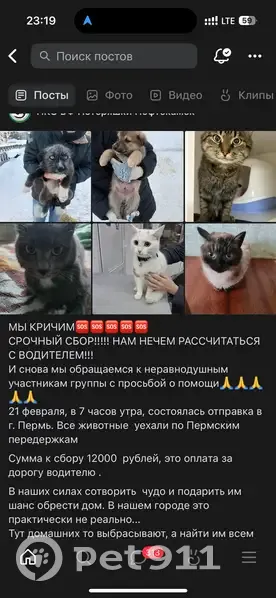 Пропала кошка, мужской, улица Строителей, 81, Нефтекамск - украли и отправили в Пермь - photo