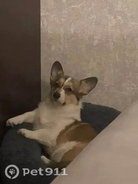 Пропала собака, улица Интернационалистов, 9, Томск - рыжий окрас, черный хвост - photo