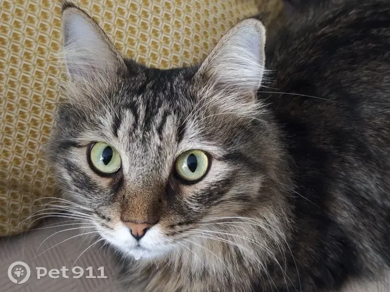 Пропал кот, Родниковая улица, 7, Карамалы - порода Курильский бобтейл - photo