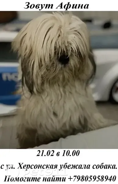 Пропала собака, Херсонская улица, 3, Нижний Новгород - светлая, доброжелательная - photo