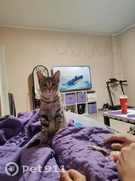 Пропала кошка, улица Пушкина, 25, Абакан - особенность живот после стерилизации - photo