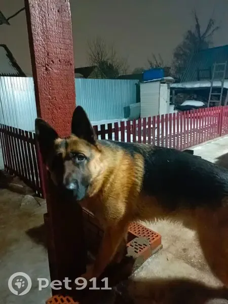 Пропал собака, Кузнечная улица, 7, городской округ Бузулук - черно-коричневый, два года - photo