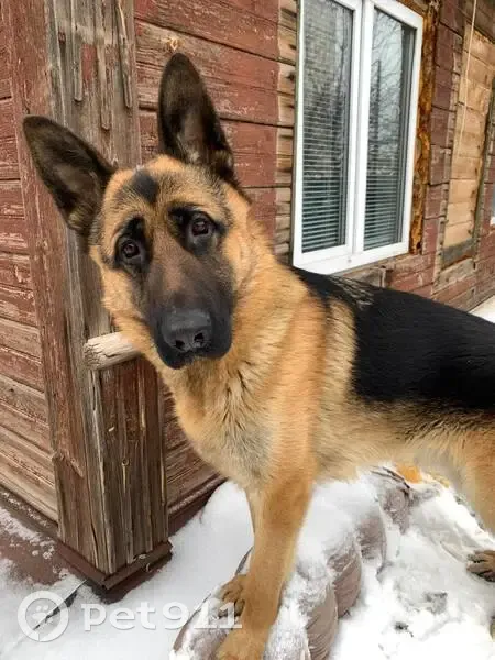 Пропала собака, улица Тимирязева, городской округ Бузулук - чёрно-рыжий окрас - photo